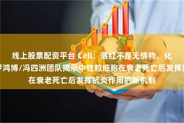 线上股票配资平台 Cell：落红不是无情物，化作春泥更护花！罗鸿博/冯四洲团队揭示中性粒细胞在衰老死亡后发挥抗炎作用的新机制