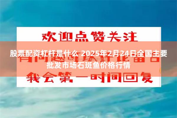 股票配资杠杆是什么 2025年2月24日全国主要批发市场石斑鱼价格行情